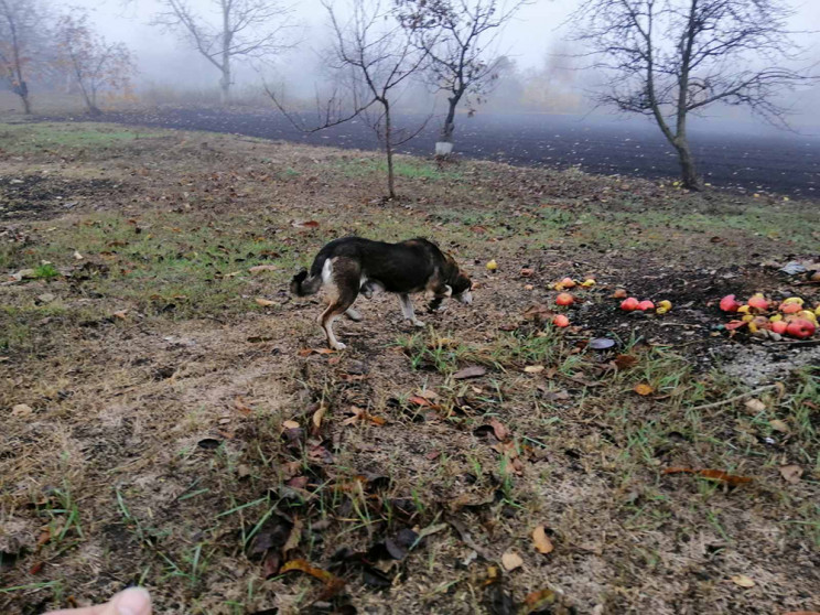 На Николаевщине спасли пса, провалившего…