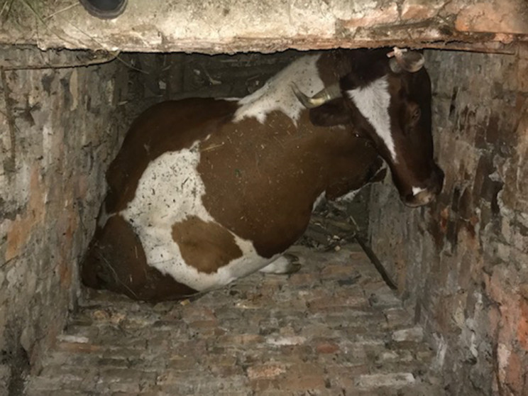 На Николаевщине спасали корову из ловушк…