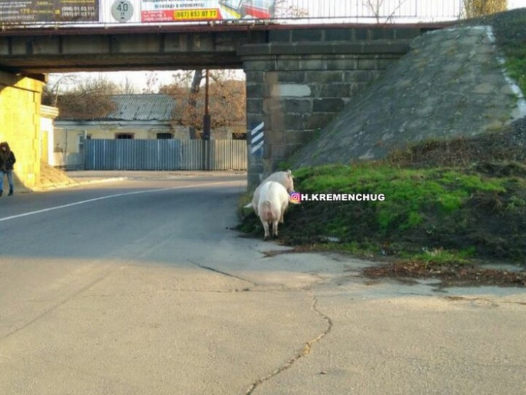 Уже как родные: Кременчуг на Полтавщине…