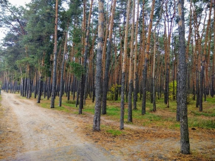 У  лісі на Полтавщині перекинувся гужови…