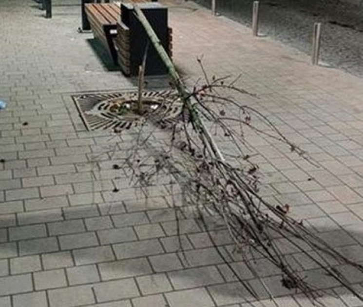 За зламане деревце у центрі Тернополя чо…