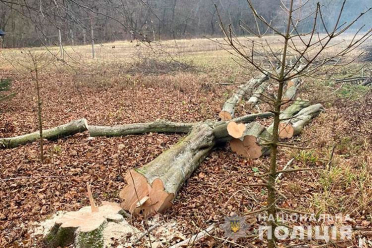 На Тернопільщині рубають заповідник на д…