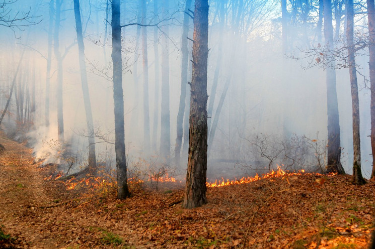На Кубані боротьба з лісовими пожежами т…