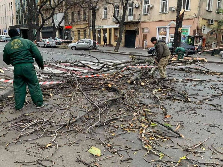 Вітер повалив дерева у центрі та спально…