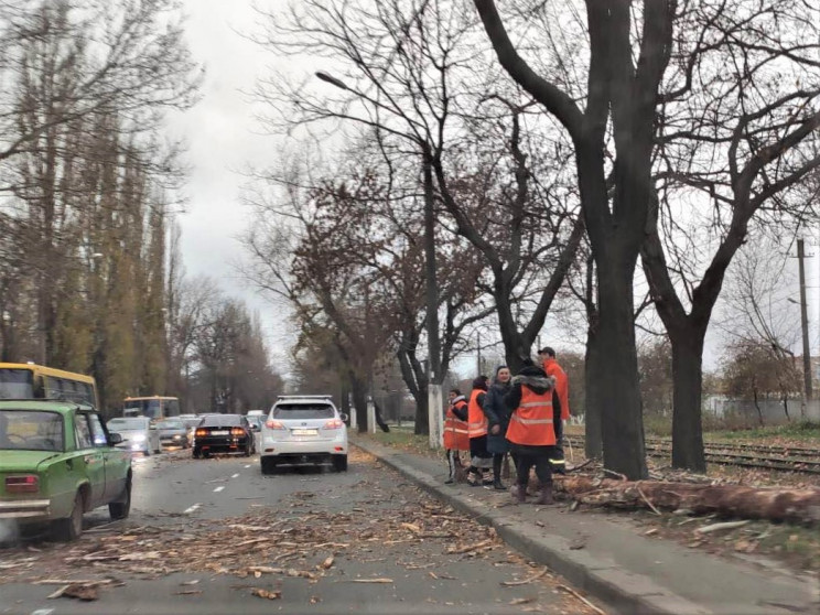 Количество поваленных деревьев в Одессе…