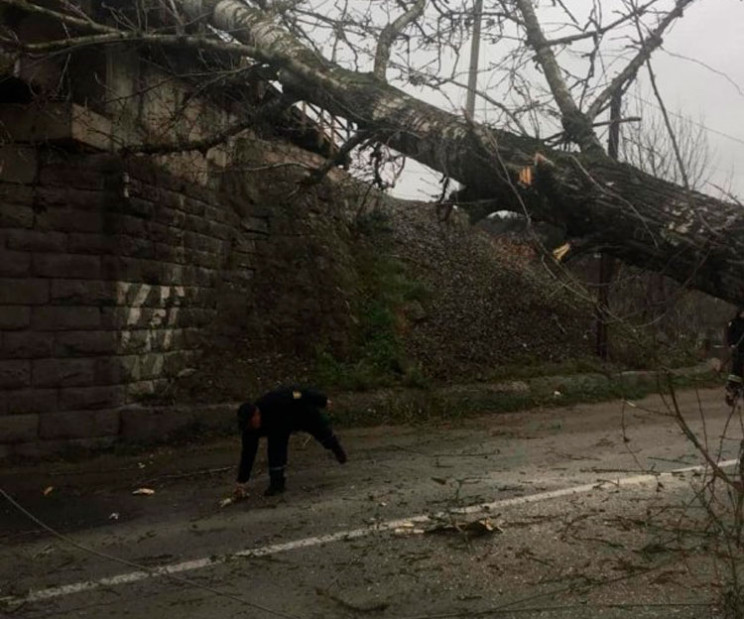 На Тернопільщині повалене дерево перекри…