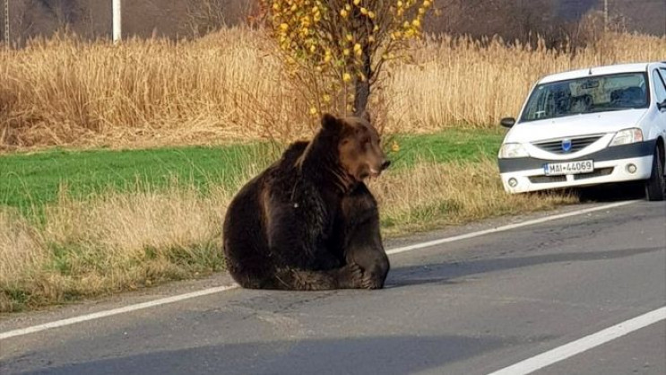 У Румунії розплодилися ведмеді і вбивают…