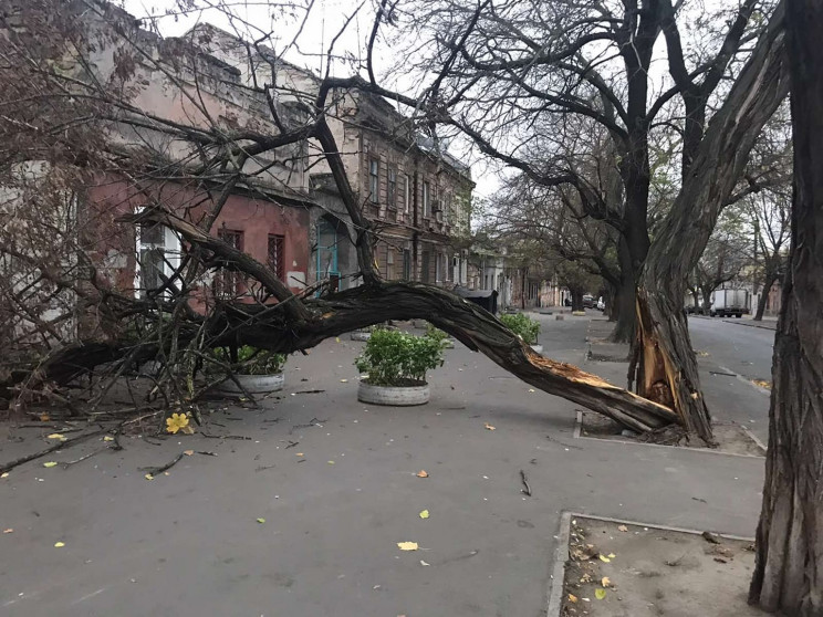 Негода: За останню добу в Одесі повалено…