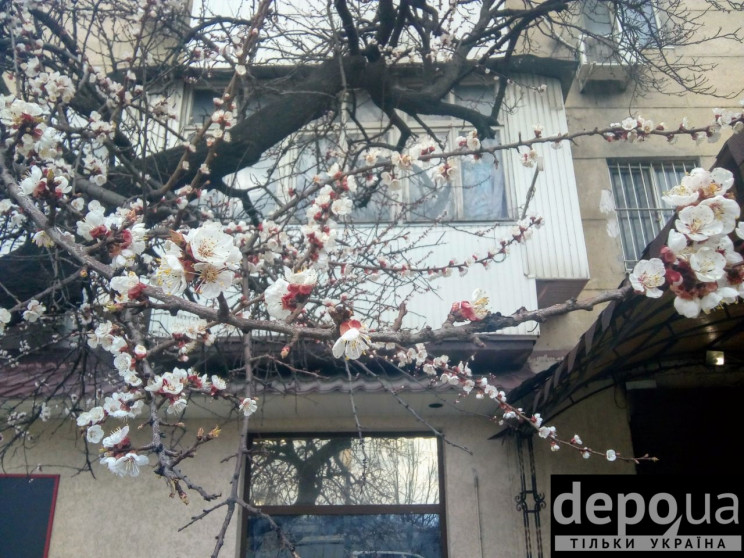 В Одессе в конце марта цветет абрикос: Д…