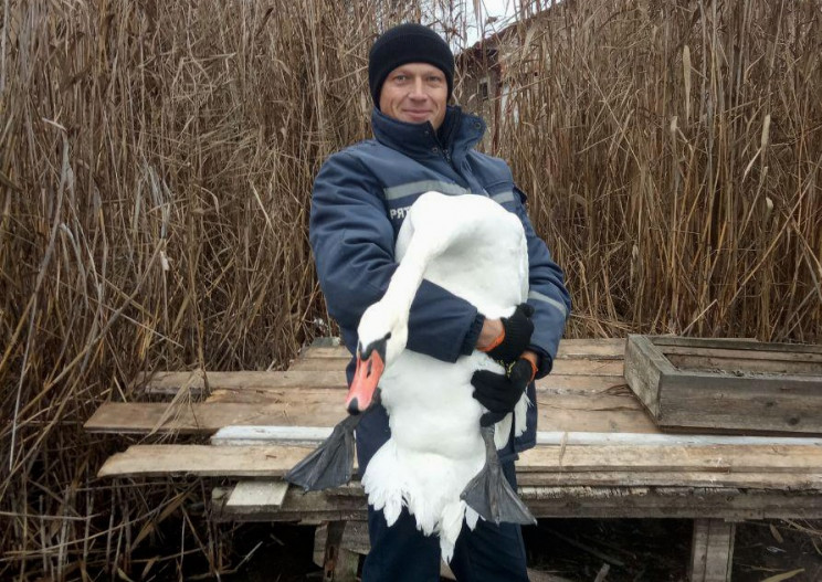 На Полтавщині бійці ДСНС врятували лебед…