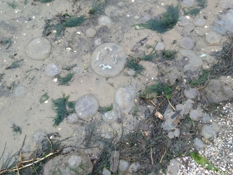 У селі під Миколаєвом тисячі медуз "вики…