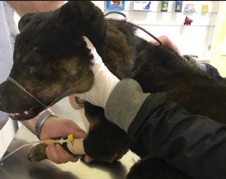Зоозахисники рятують пса, якій обгорів п…