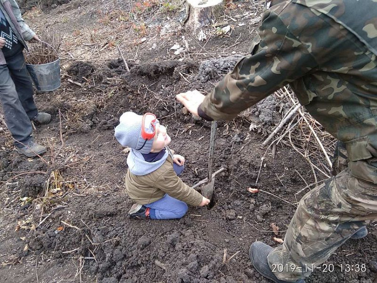 Цьогоріч на Хмельниччині висадили більше…