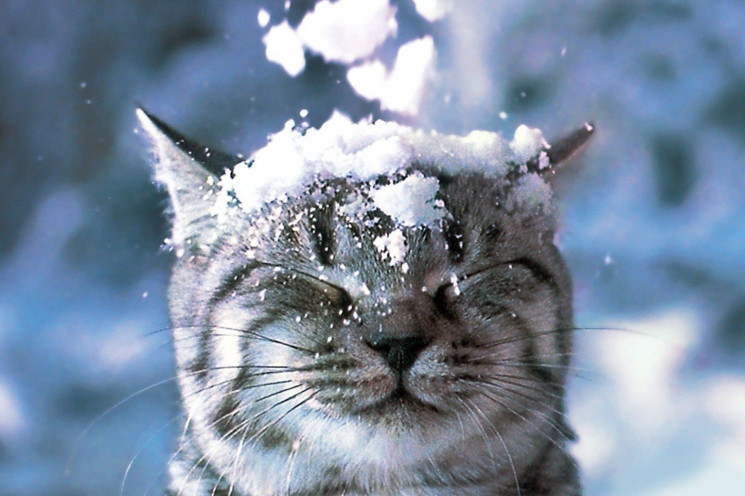 З першим снігом: Привітання, кумедні фот…