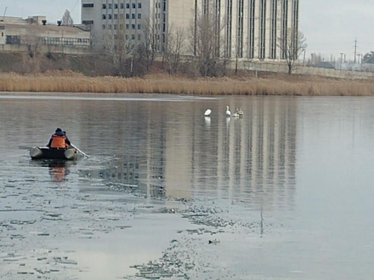В Харькове спасатели достали семью лебед…