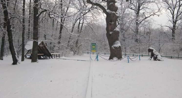 На Одещину прийшла зима: Савранський ліс…
