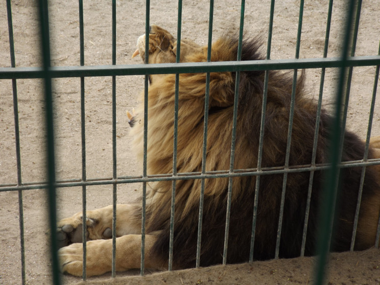 Левів з бердянського зоопарку перевезуть…