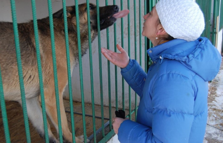 В Мукачеве на защиту бездомных животных…