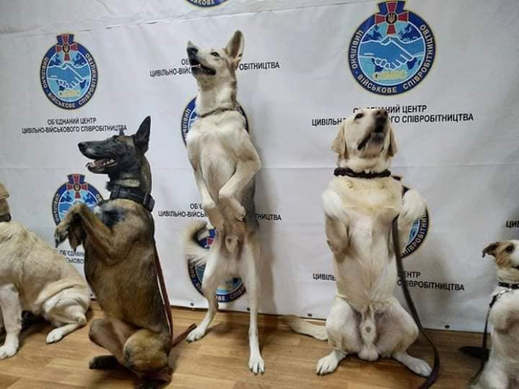 Собаки-"зірки" Дніпропетровщини їдуть на…