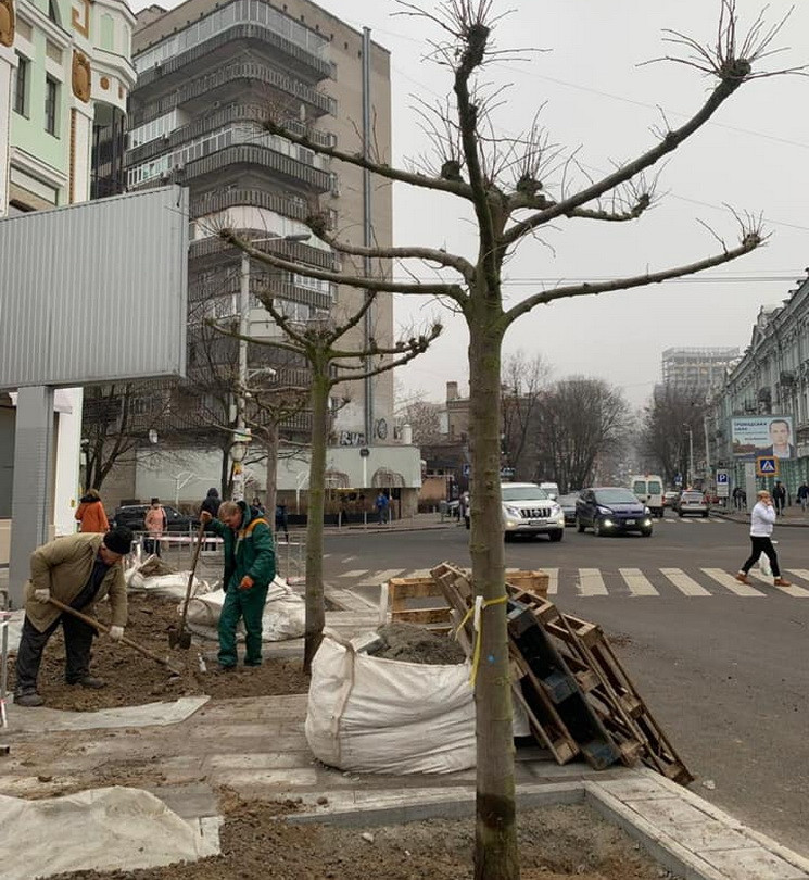 На улице в центре Днепра высадили платан…