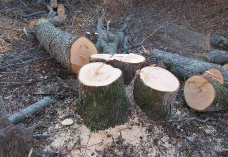 У Сочинському нацпарку знищили дерева на…