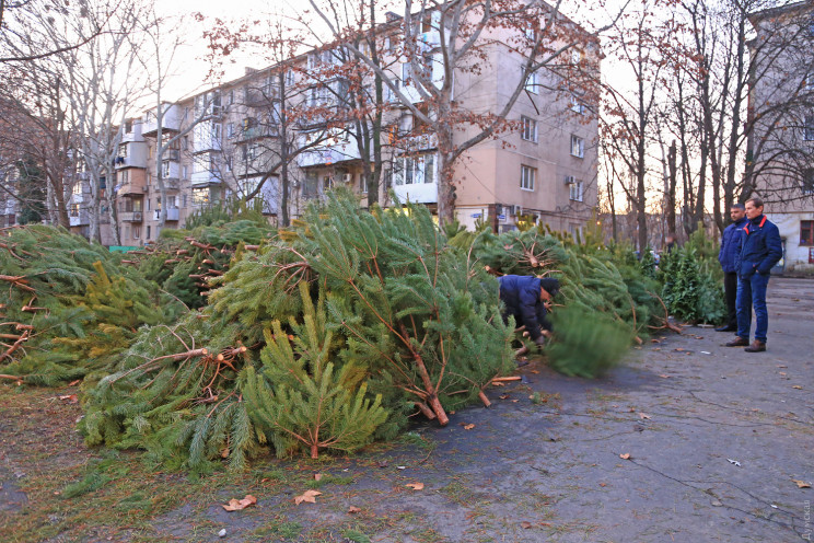 В Одессе продают елки: Сколько стоит нов…