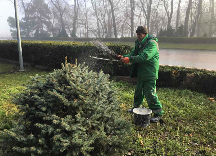 В Одессе коммунальщики защищают елки от…