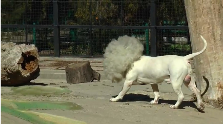 В Одесский зоопарк привезли редкостного…