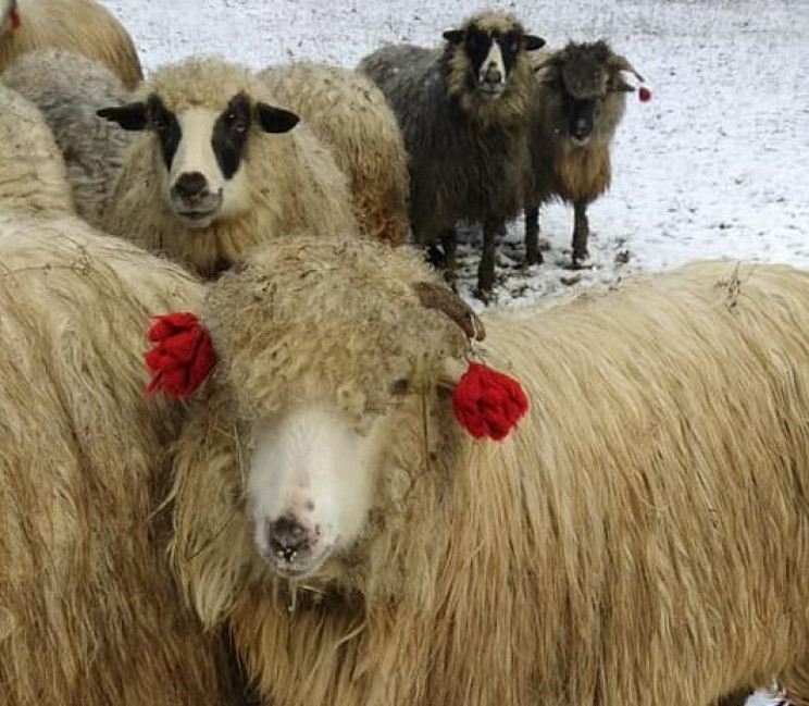 Вівці, мої вівці: Як припорошило колорит…