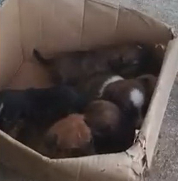 В Запорожье спасли щенков, замурованных…