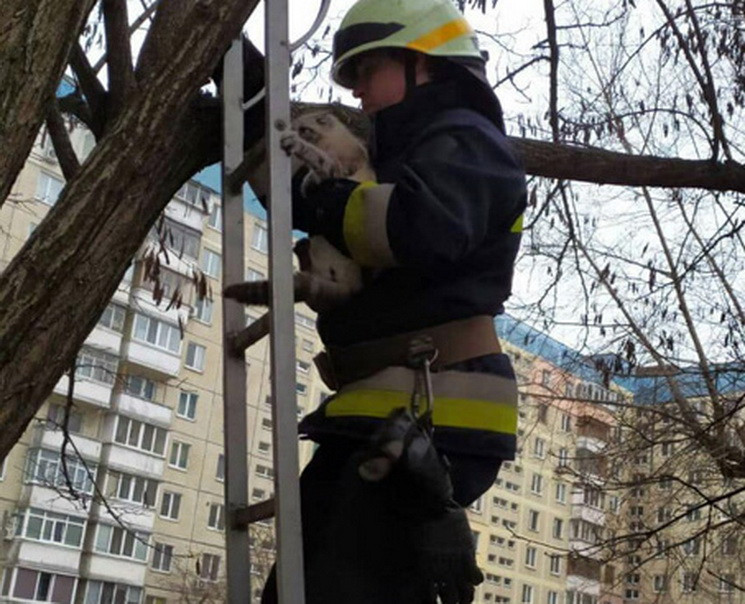 У Дніпрі кіт дві доби просидів на дереві…