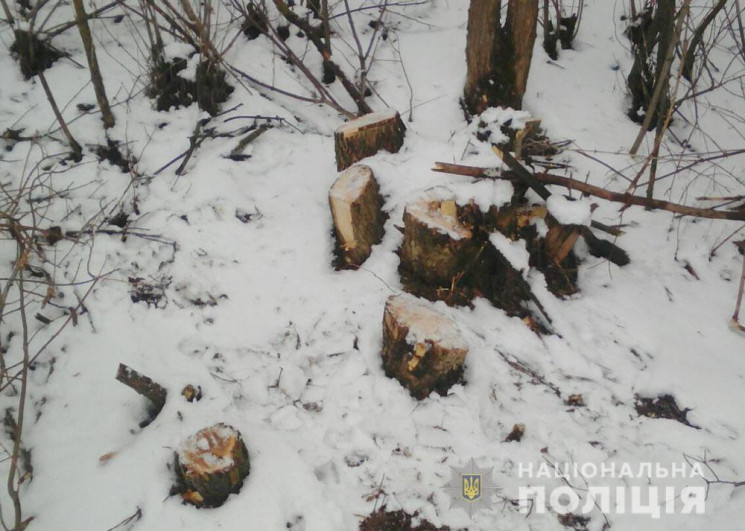 Нарубав дров: На Полтавщині поліція затр…
