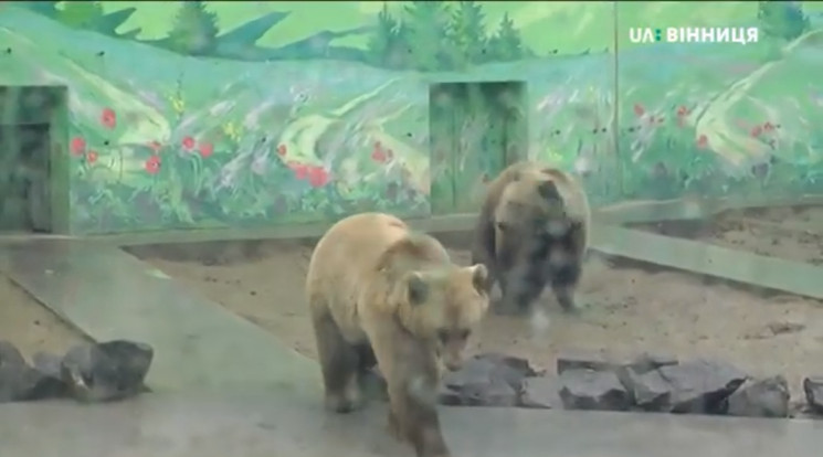 У Вінниці в зоопарку бурі ведмеді не пос…