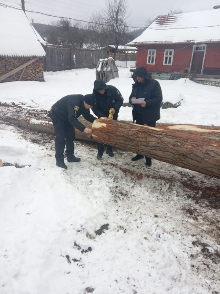 На Львівщині виявили незаконну рубку дер…