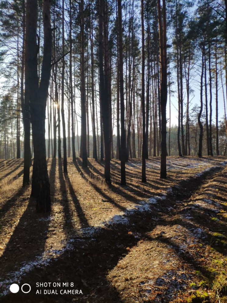 После Нового года леса Киевщины преврати…