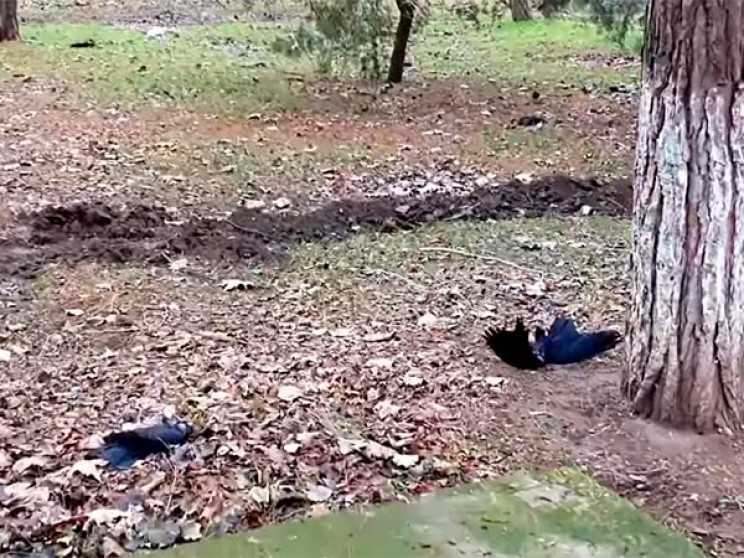 В Анапі фіксують масову загибель граків…