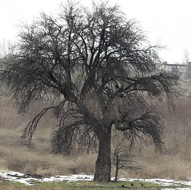 В Запорожье 200-летняя Тарасова груша ок…