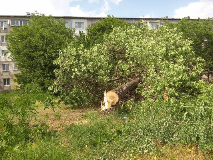 Город выбил 10 тысяч гривен за вырубленн…