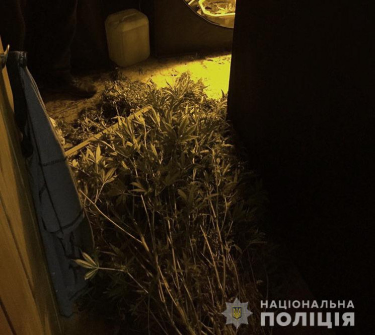 Наркофермер з Олександрії облаштував дім…