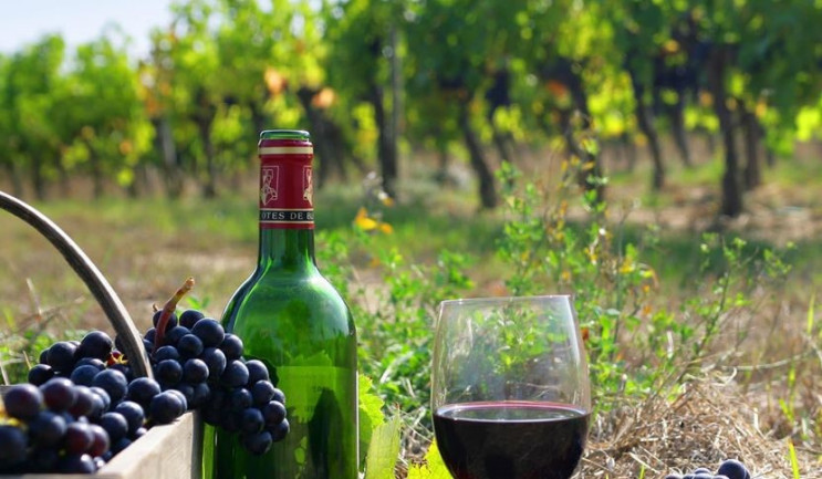 На Одещині знижуються показники виноробс…