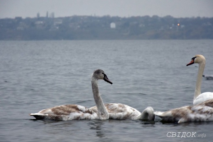 У Миколаєв на річку прилетіли лебеді…