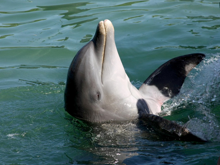 На Кубані браконьєри спіймали дельфіна і…