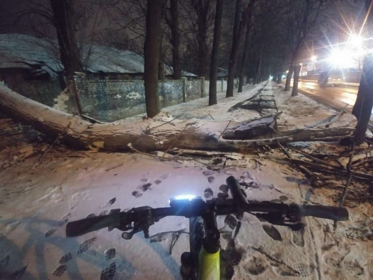 У Львові на велодоріжку впало дерево (ФО…