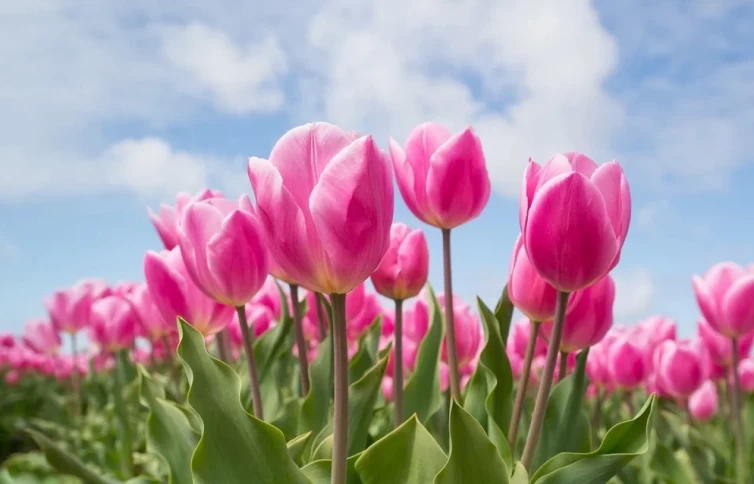 рожеві тюльпани