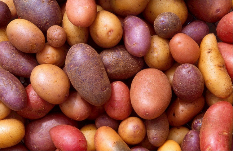 картопля для смаження 