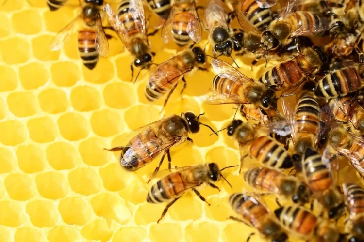 бджоли на сотах 