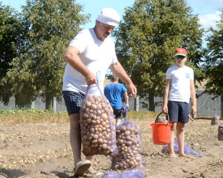 Лукашенко з картоплею