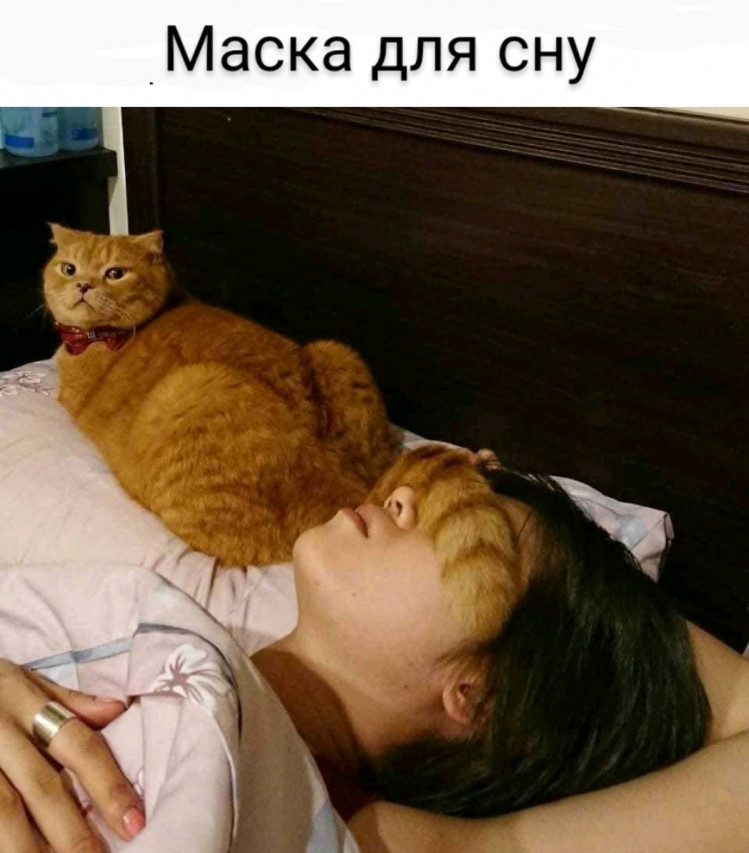 Меми про котів українською: Що пухнасті коять у мережі – Depo.ua