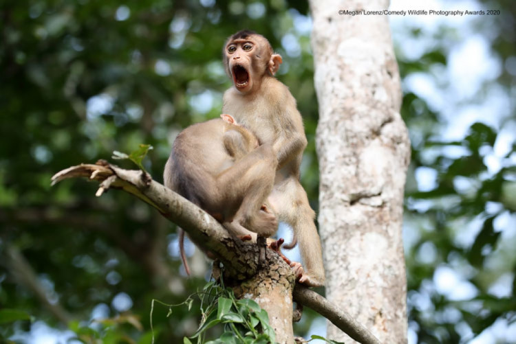 Кумедні фото мавп