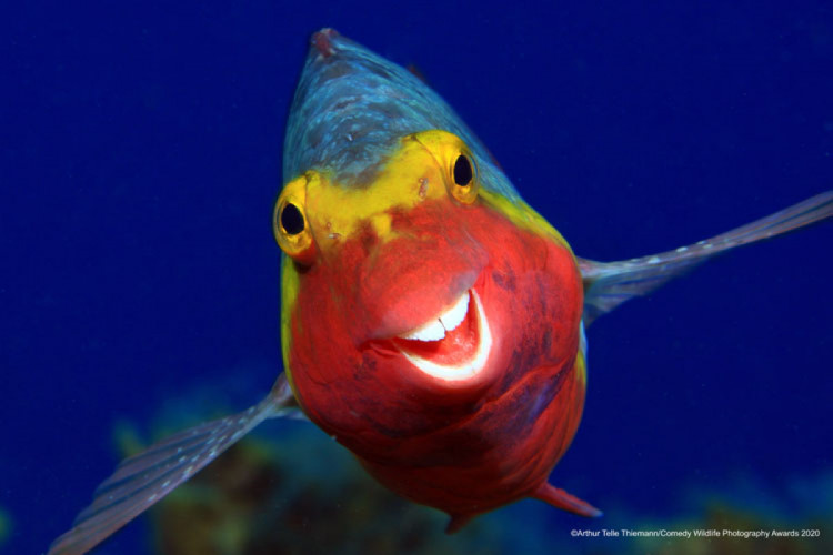 Кумедна риба, що посміхається